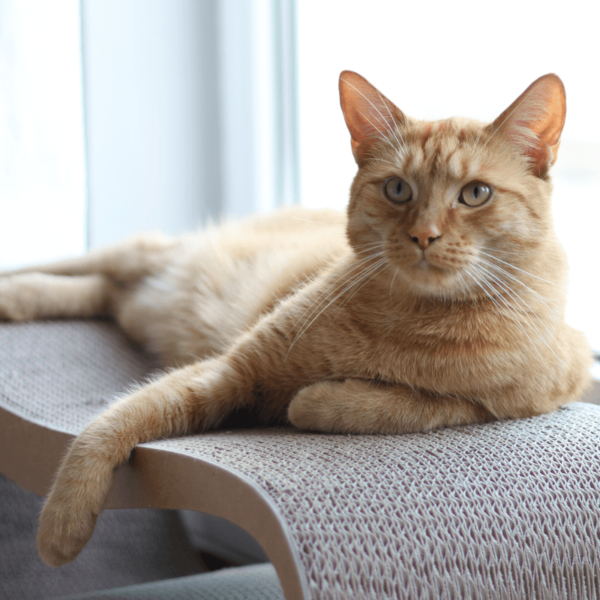 myKotty LUI scratcher duurzaam kartonnen krabmeubel voor katten bruin