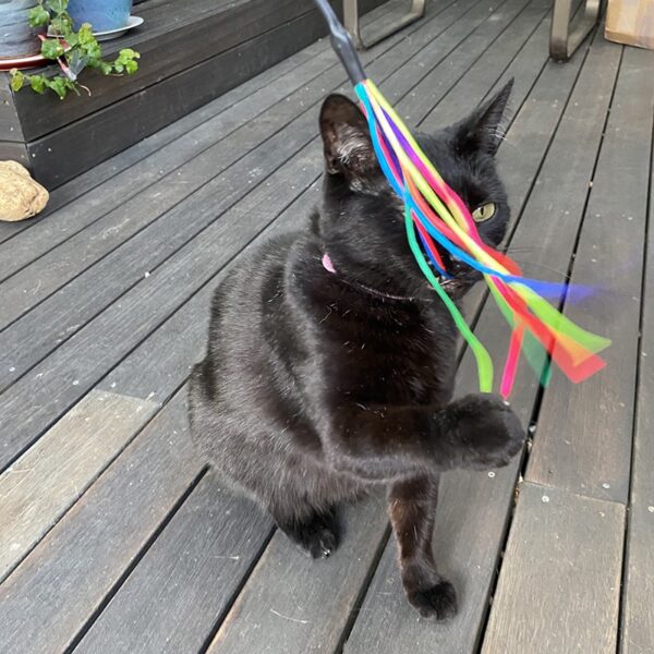 Purrs - Rainbow Chaser speeltje voor kattenhengel met kat