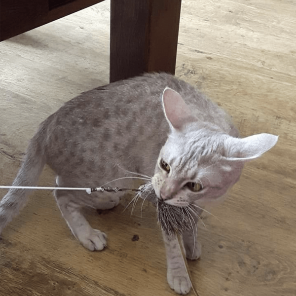 Tabby Tijger Instinct kattenhengel 90 centimeter