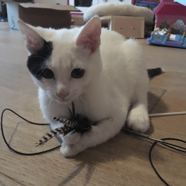 Tabby Tijger Instinct kattenhengel 90 centimeter