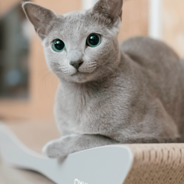 myKotty - TOBI - Grijs krabmeubel voor katten
