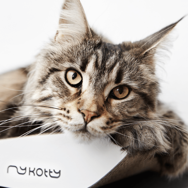 myKotty - TOBI - Wit krabmeubel scratcher kat