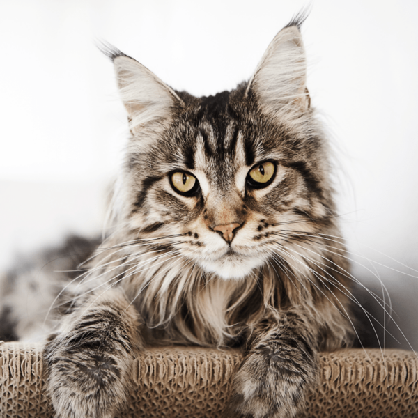 myKotty - TOBI - Wit krabmeubel scratcher kat