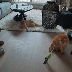 Cat sitting spelen met hengel Cat sitting spelen met hengel
