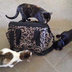 Cat sitting verrijkingstas Cat sitting verrijkingstas