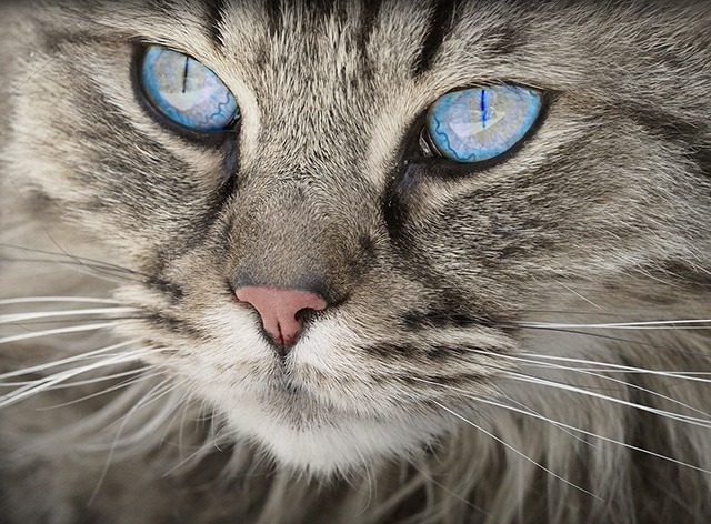 de katviseur kattentrimmer aan huis de katviseur kattentrimmer aan huis